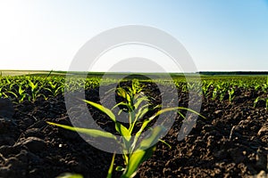 Corn field with young plants on fertile soil. Rows of sunlit young corn plants. Beautiful growing plant corn background