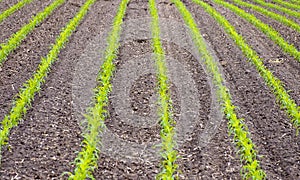 Corn field with young plants