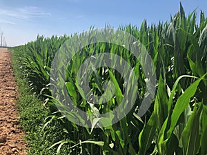 Corn fields.