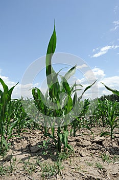 Corn fields