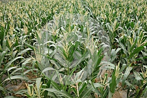 Corn fields