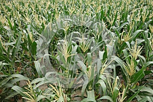 Corn fields