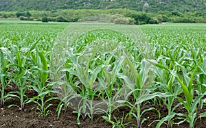 Corn fields