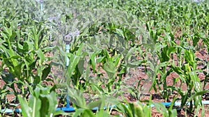 Corn fields are also watered by springkle.
