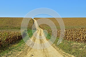 Corn fields with dirt road