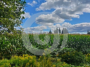 Corn Fields and Dreamy Skies photo