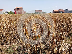 Corn fields that dry up due to long drought.