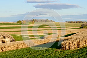 Corn Fields in Fall