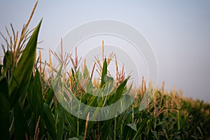 Corn fields in the fog fill the morning sky