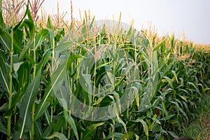 Corn fields in the fog fill the morning sky