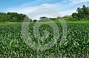 Corn Fields on the Fourth of July