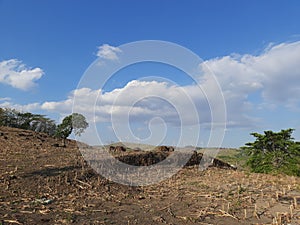 corn fields that have not been replanted