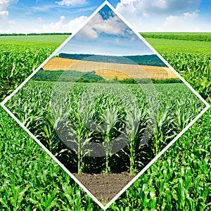 Corn fields in an original frame