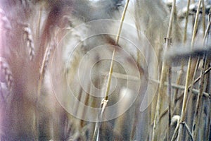 Corn Fields, Oxfordshire photo