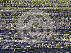 Cornfields planted in the spring in the morning