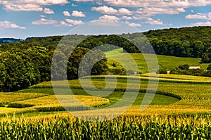 Corn fields and rolling hills in rural York County, Pennsylvania