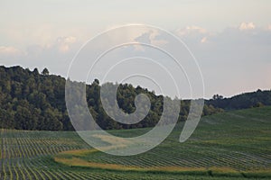 Corn fields in rural Farmland