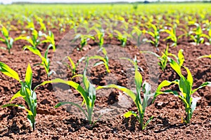 Corn fields sprouts in rows in California agriculture