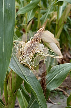 corn fields strewn with corn