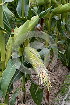 corn fields strewn with corn
