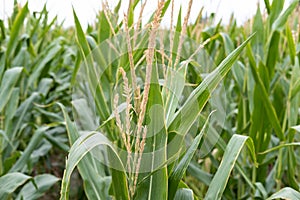 corn fields strewn with corn