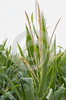 corn fields strewn with corn