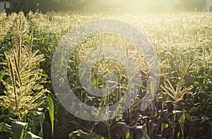 Corn fields with sunlight