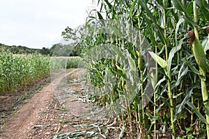 Corn Fields in Thailand