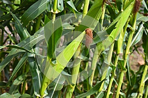 Corn Fields in Thailand