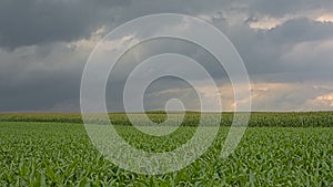 Corn fields under dark clouds in the Flemish countryside