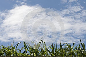 Corn fields under the sky