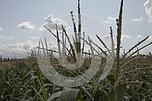 Corn filed in Zeeland
