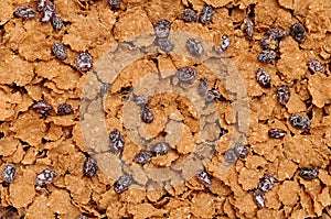 Corn flake cereal with raisins