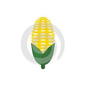 corn flat design vector illustration isolated on white background. organic logo vector organic agriculture corning field corncob
