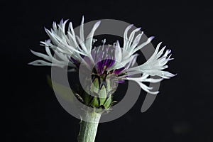 Corn flower bachelor buttons