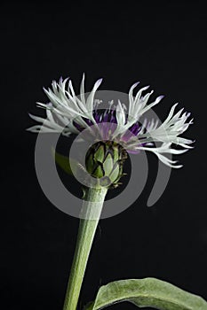 Corn flower bachelor buttons