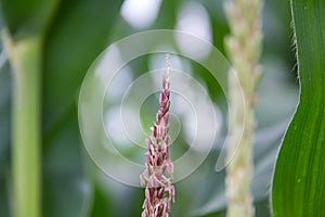 Corn flower