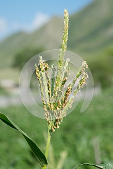 Corn flower male in field