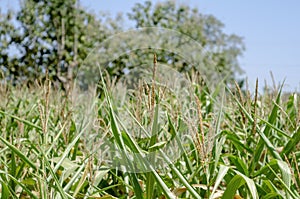 corn and flowers in the farm