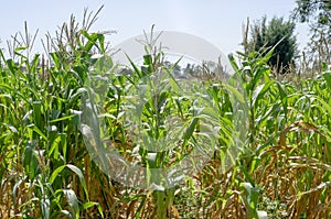 corn and flowers in the farm