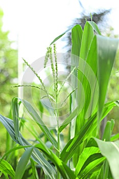 Corn flowers and leaves grown on organic farms