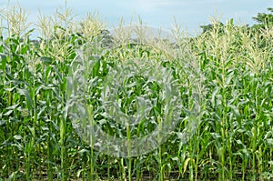 corn and flowers which is in the farm