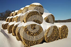 Corn Fodder Bales in Winter