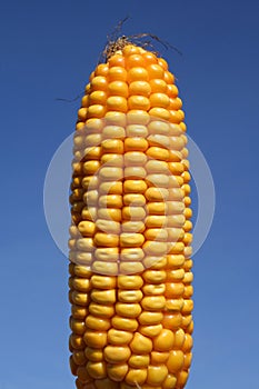 Corn: Food or Bio-Fuel