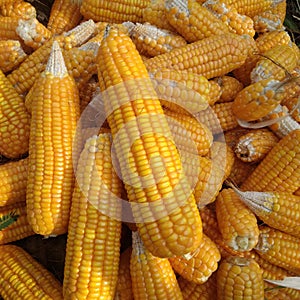 Corn is a food that contains lots of carbohydrates and can be used as a substitute for rice