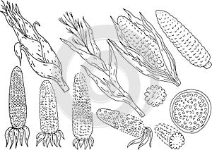 Corn food kachan leaves plant  products harvest graphic illustration engraving hand drawn set isolated on white background