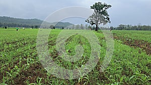Corn form of Melghat tiger reserve maharashtra India.