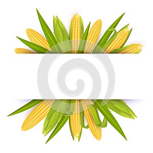 Corn frame card template, vector realistic illustration