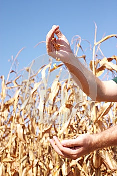 Corn in front of field