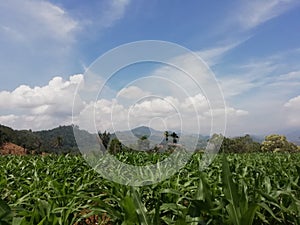 Corn Garden in Karo Land